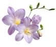 blue freesia
