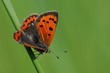 Lycaena phlaeas