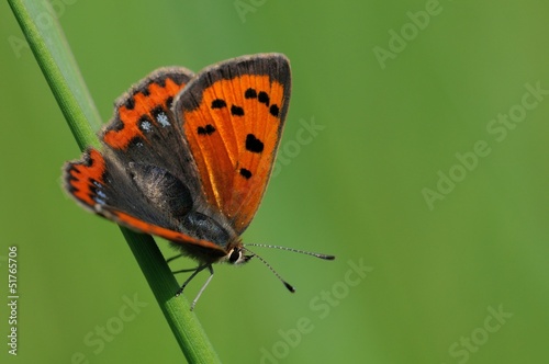 Photo: Lycaena phlaeas Lycaena phlaeas