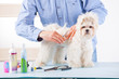 Photo: Dog grooming Dog grooming