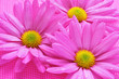 pink chrysanthemums