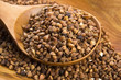 Buckwheat seeds on wooden spoon in closeup
