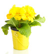 Beautiful yellow primula in flowerpot, isolated on white