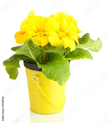 Photo: Beautiful yellow primula in flowerpot, isolated on white Beautiful yellow primula in flowerpot, isolated on white