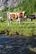 Photo: Cows and Italian Alps Cows and Italian Alps