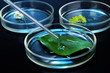 Chemical research in Petri dishes on dark blue background