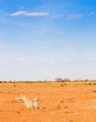 Adventure in Kenya