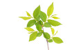 Young spring leaves on the branch