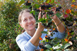  elderly woman picking chokeberry