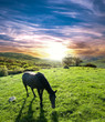 Horse In Sunset