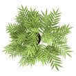 top view of decorative tree in pot isolated on white background