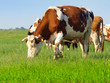 Cows in a field