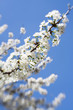 Spring cherry Blossom.