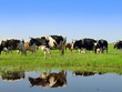 Cows in a field