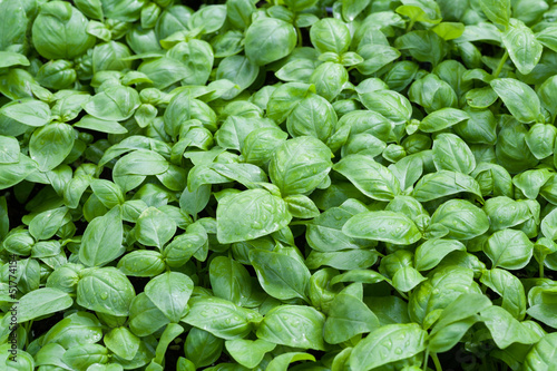 Photo: Basil in a greenhouse. Basil in a greenhouse.