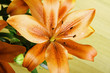 Foto: Lilium Lilium