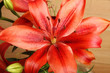 Foto: Lilium Lilium
