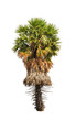 Borassus flabellifer tree