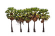 Five borassus flabellifer trees, known by several common names,
