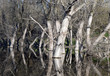 Without foliage trees in the water.