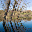 Without foliage trees in the water.