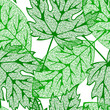 summer leaves