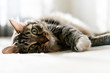 Foto: cat lying on bed cat lying on bed