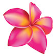 Plumeria flower