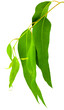 feuilles d'eucalyptus