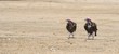 Lappetfaced vultures  (torgos tracheliotus), Kalahari desert