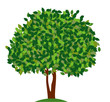 Baum