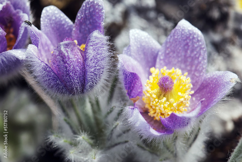 Photo: Dewy Pulsatilla slavica in spring meadow Dewy Pulsatilla slavica in spring meadow