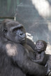 Portrait of gorilla-mother with her baby