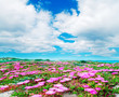 Fuchsia Flowers And White Clouds