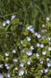 fiori azzurri di Veronica persica nel prato