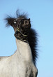 Photo: miniature shetland pony miniature shetland pony