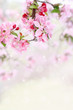 Spring Tree Blossoms
