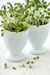 cress