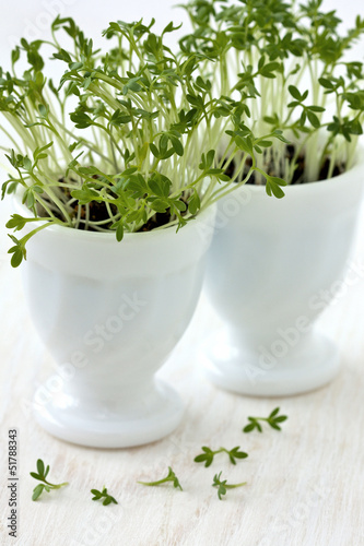 Photo: cress cress