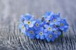 Forgetmenot flowers