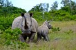 Rhinoceros with its calf