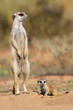 Meerkat with curious baby, Kalahari desert