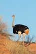 Male Ostrich on a red sand dune, Kalahari desert