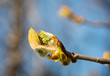 Foto: close up bud of chestnut tree at early spring close up bud of chestnut tree at early spring