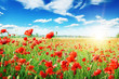Photo: poppies field in rays sun poppies field in rays sun