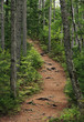 Foto: wald wald