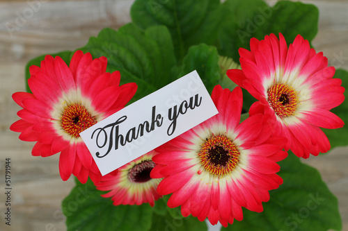 Photo: Thank you note with Gerbera daisies Thank you note with Gerbera daisies
