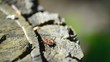 Video: Firebug, Pyrrhocoris apterus, in nature Firebug, Pyrrhocoris apterus, in nature