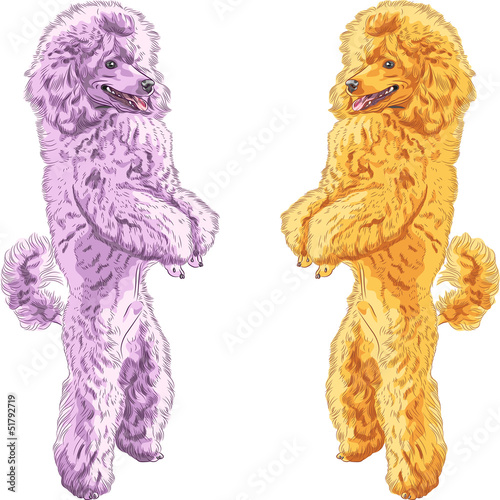 Vector: vector two dogs Poodle breed standing on his hind legs vector two dogs Poodle breed standing on his hind legs