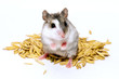 Hamster sits on grains